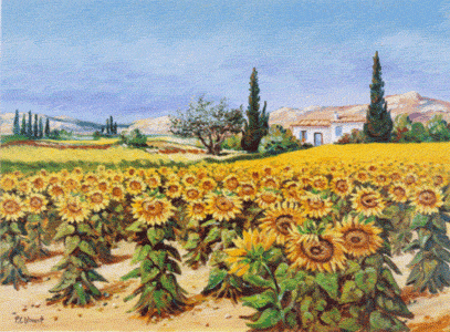 Divers - Champs de Tournesols