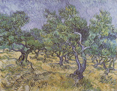Vincent Van Gogh - Champs d'Oliviers